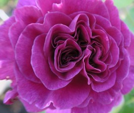 Trandafir floribund Minerva Rna